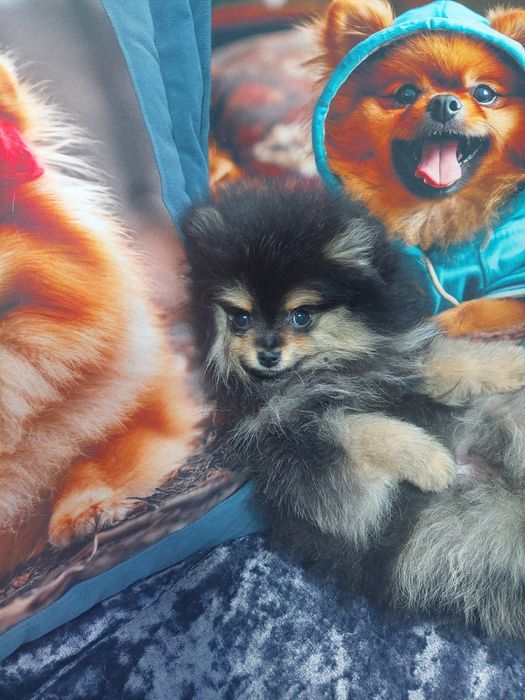 Шпиц девочка красавица.