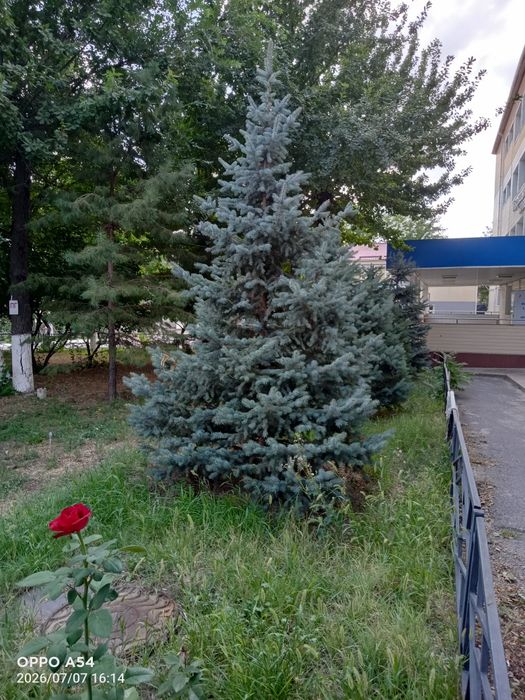 Продам елку 5 метровая