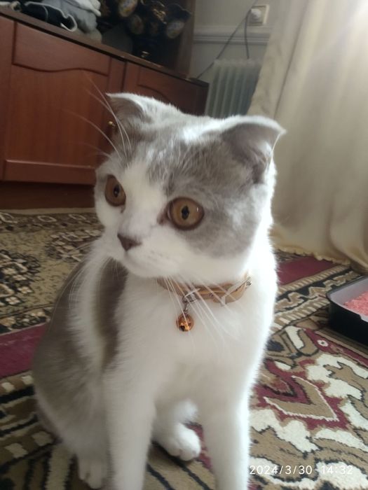 Qiz bola mushuk zoti toza