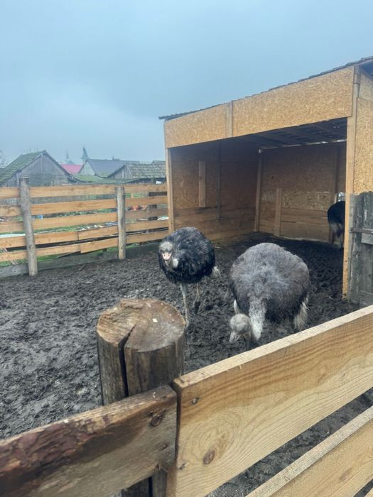 Vand  2 familii de struti