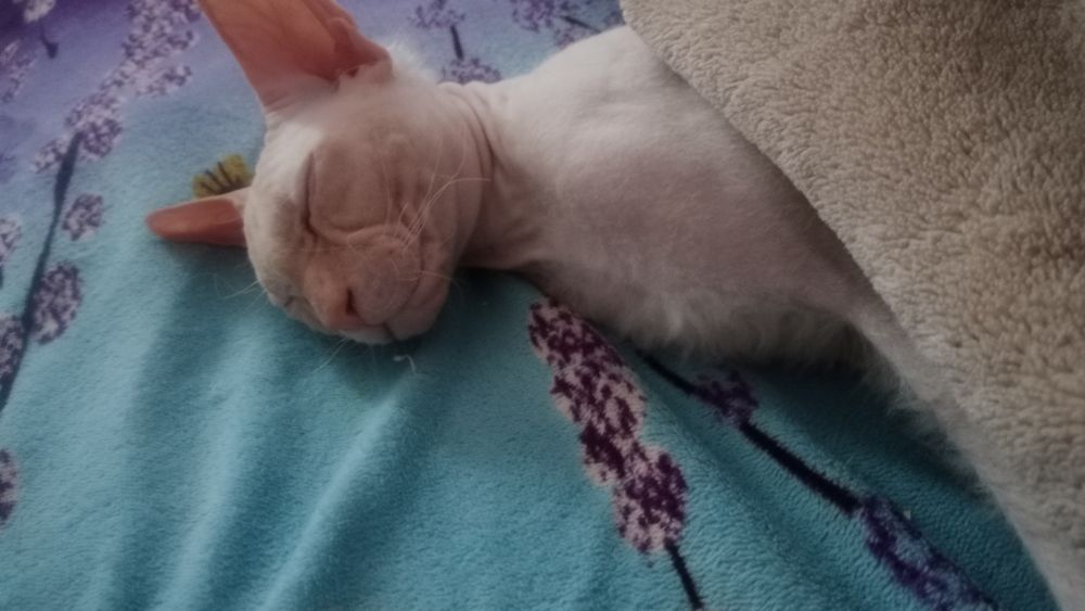 Продам кота свинс