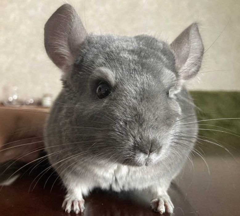 Шиншиллы для дома
