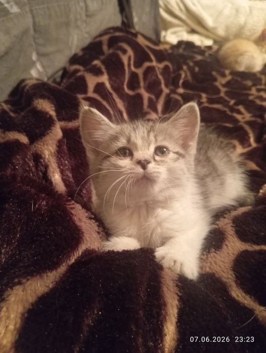 Очаровашки котятки