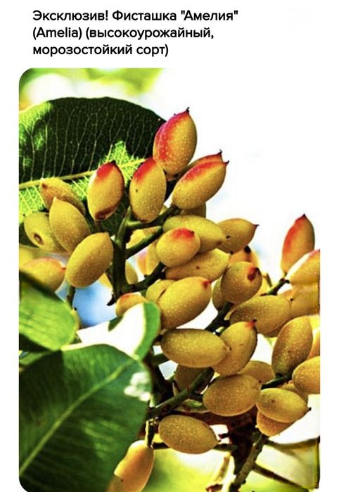 Фисташки, саженцы