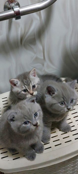 Продам  котят, британцы. Мальчики.