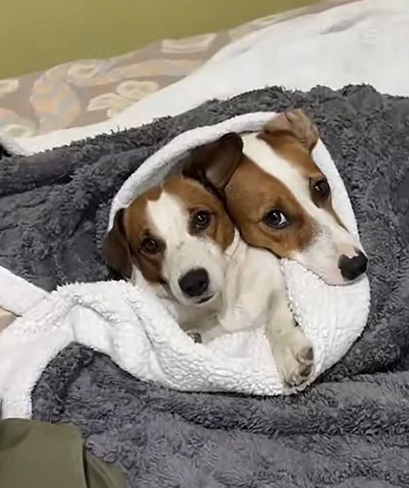 Джек Рассел терьер собаки