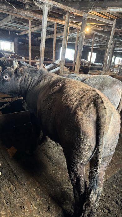 Продам бычков 9 голов