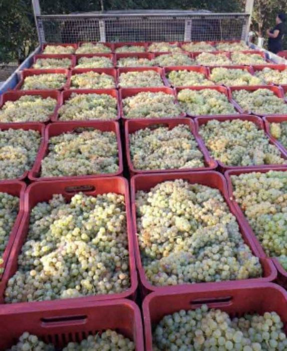 Struguri de vin