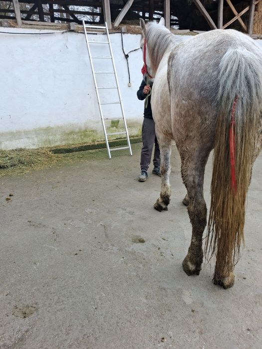 Vând cal castrat bună de munca  garantat   bună de munca 6 ani la gura