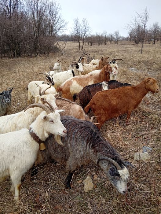 Vănd 20 de capre fătae și ne fătae restu urmeză să fete