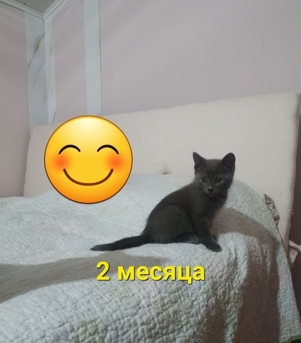 Котенок маленький
