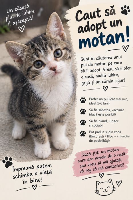 Adopt un motanel