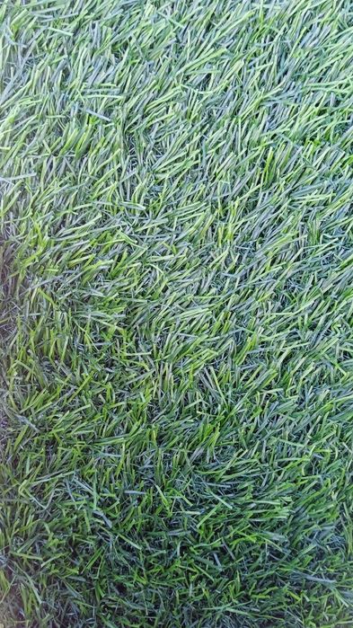 Суний газон искусственный газон