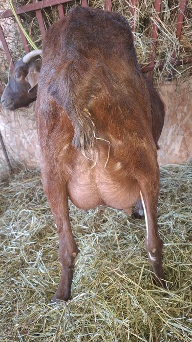 Vând 2 capre fatate