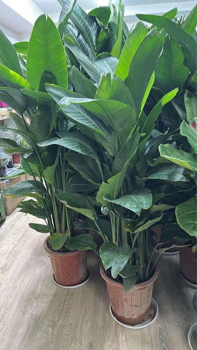 Бамбук для привлечения  достатка