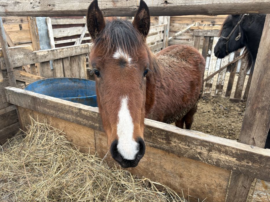 Жабағы сатылады