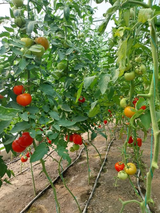 Roșii românești dulci bio!