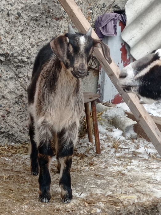 Продам козлёнка.