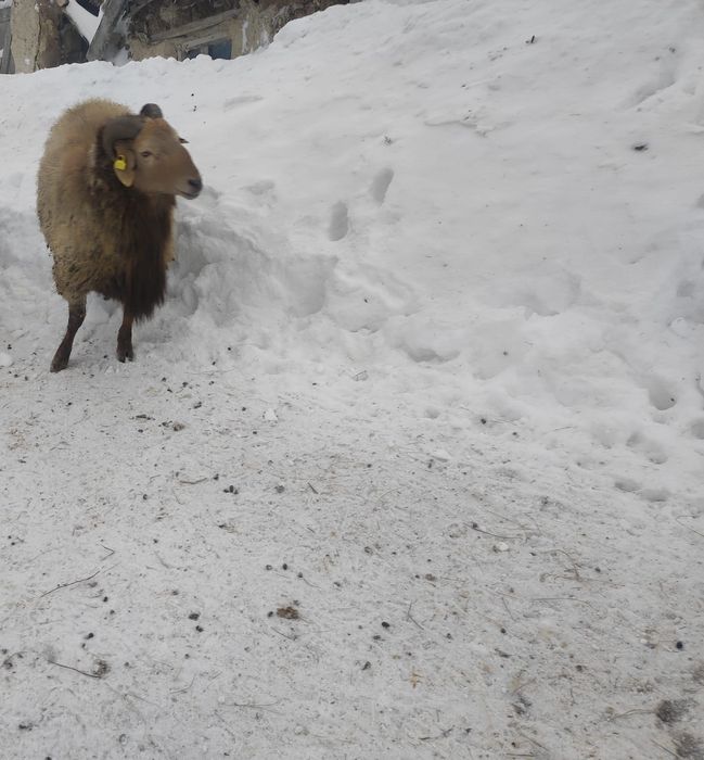 Қошқар сатылады 2 жасар