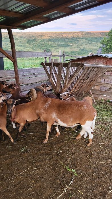Berbec camerun de doi ani jumate