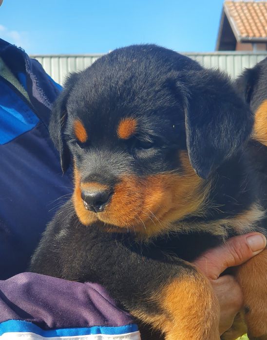 Pui Rottweiler cu Pedigree