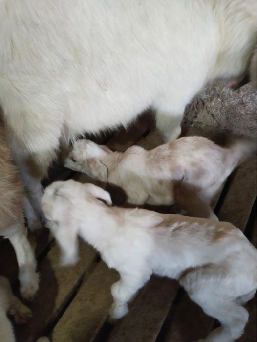 Продается коза с двумя козлятами