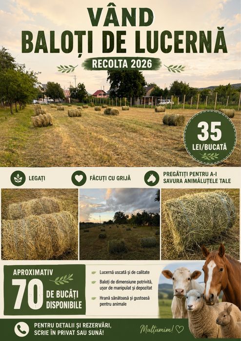 Baloti de lucerna prima coasa