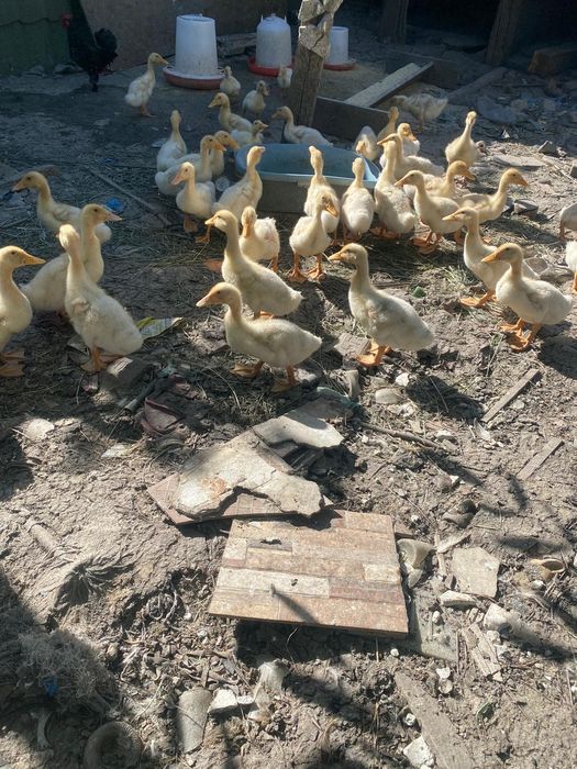 Rate pekin 2si 3 saptamani