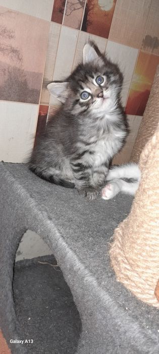 Отдаём котят в хорошие руки