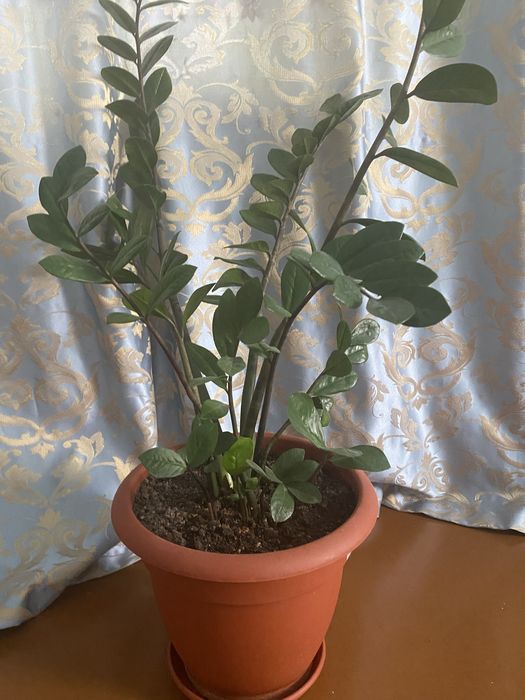 Комнатный цветок