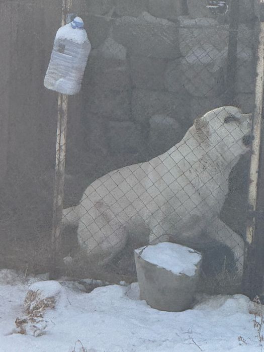 Алабай тяжело вес