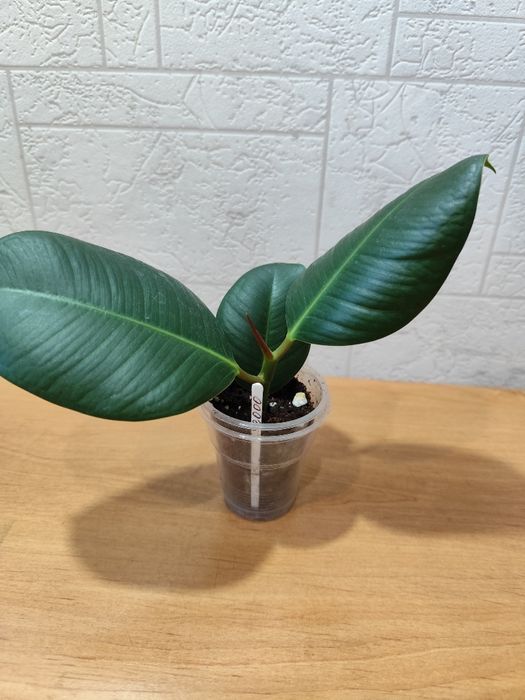 Фикус каучуконосный