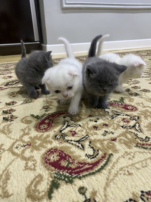 1.5 ойлик мушуклар сотилади