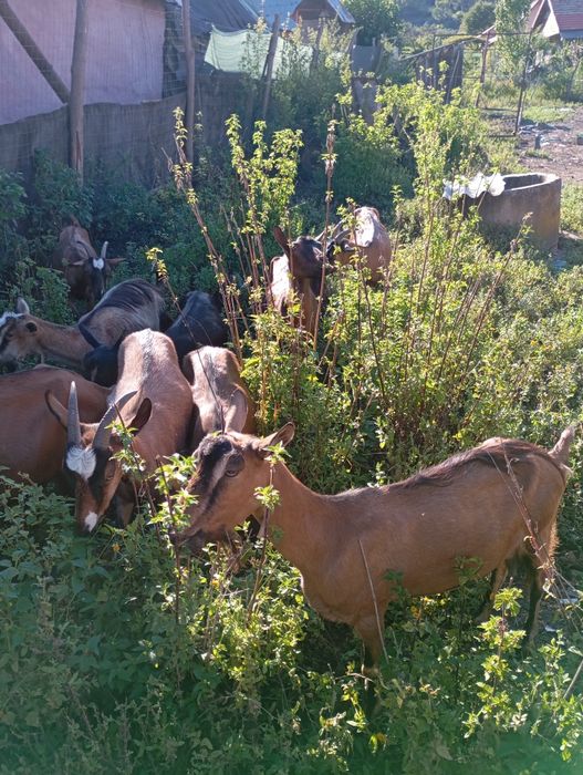 15 capre plus țapul