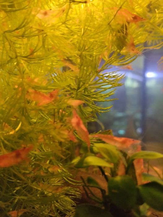 Продам гуппи, креветки, аквариум