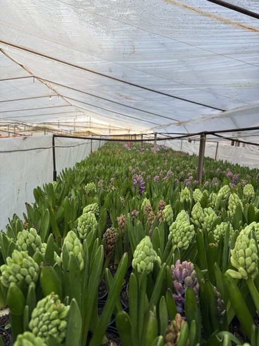 Zambile si Lalele ghiveci