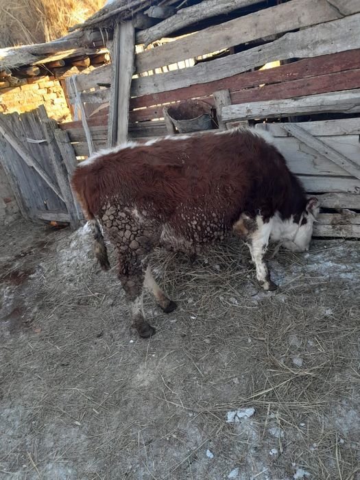 Откорм баспактар сатылады