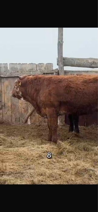 Продам бычков с откорма