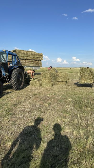 Шөп Сено рулоный и тюковые