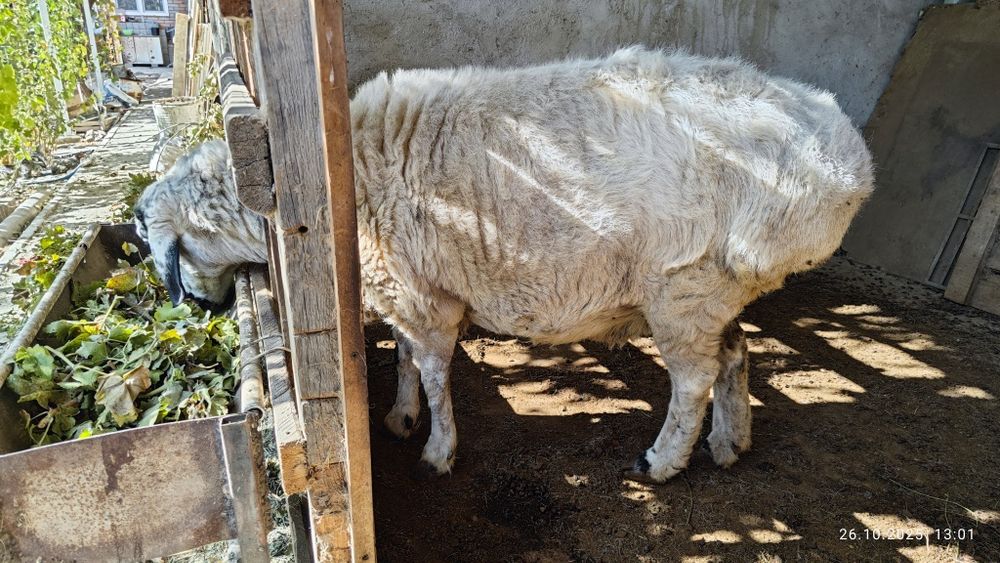 Продам овцу. Казок куй сотаман