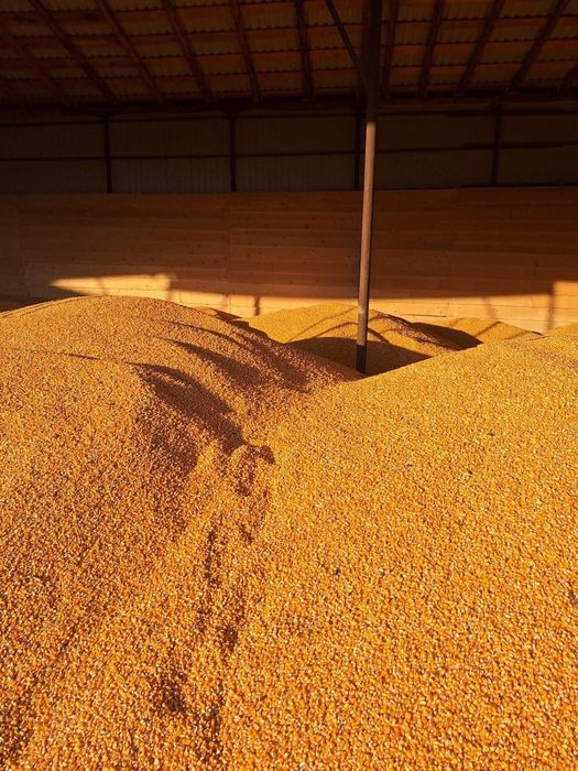 Vând porumb Calitate