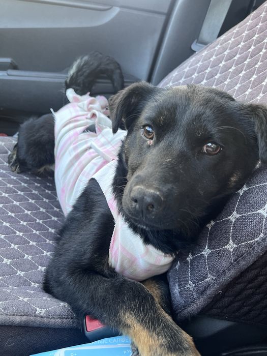 Отдам стерилизованрую девочку подростка