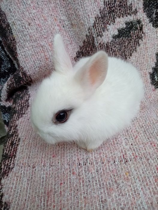 Pui de iepuras Hotot pitic