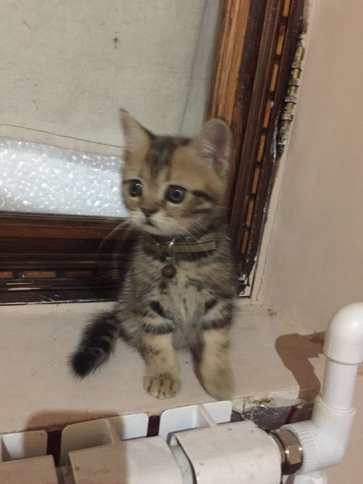 Shinshila biritanskaya goold va seri tigrovniya mushuk bolalari 2 oyli