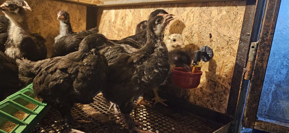 Pui Australorp ,La Bresse , OliveEgger