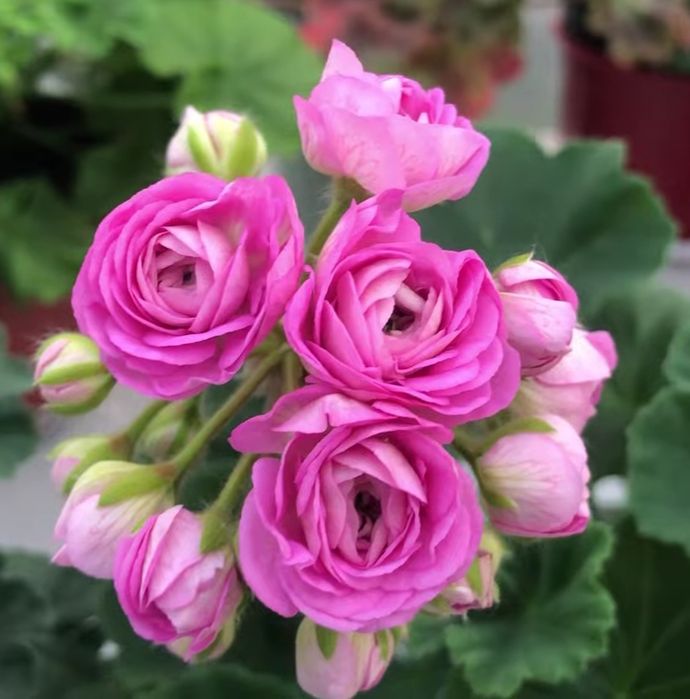 Сортовые пеларгонии