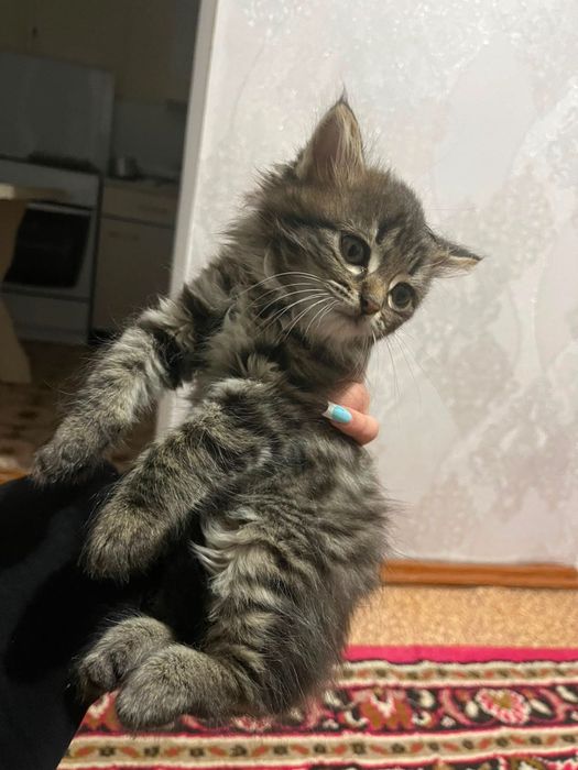 Британские котята