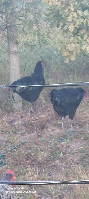 1Cucos  australop +2:metis