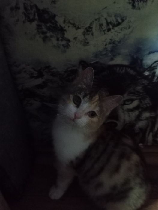 Отдам котенка в добрые руки