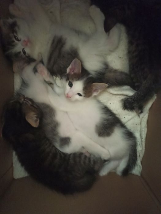Подарю котят бесплатно